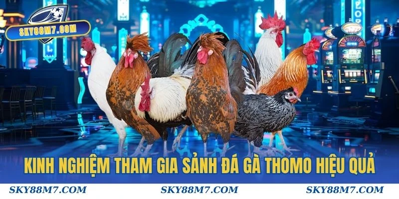 Kinh nghiệm tham gia sảnh đá gà thomo hiệu quả