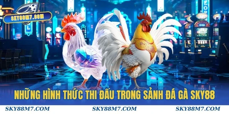 Những hình thức thi đấu nổi trội trong sảnh Đá Gà Sky88